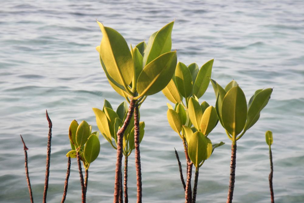 April Climate Positivity Report 2025